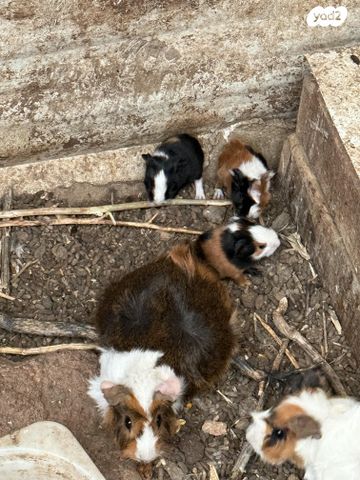 תמונת מודעה - חיות מחמד