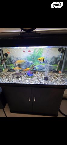 תמונת מודעה - חיות מחמד