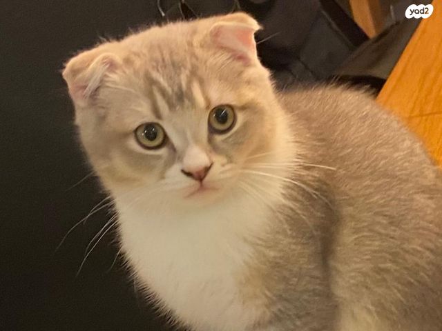 תמונת מודעה - חיות מחמד