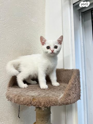 תמונת מודעה - חיות מחמד