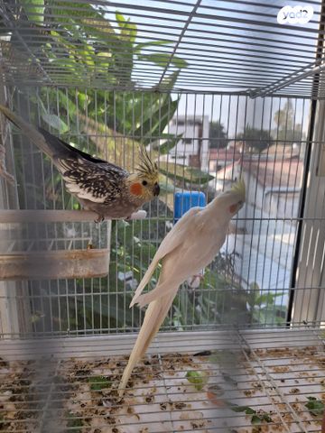 תמונת מודעה - חיות מחמד