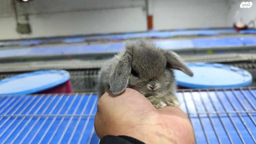 תמונת מודעה - חיות מחמד