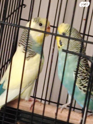 תמונת מודעה - חיות מחמד