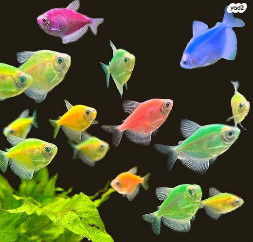 תמונת מודעה - חיות מחמד