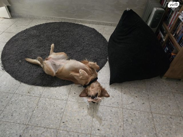 תמונת מודעה - חיות מחמד