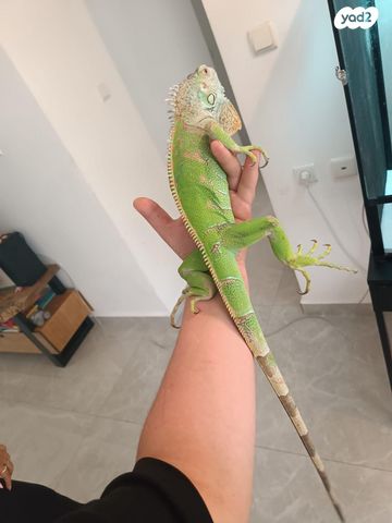 תמונת מודעה - חיות מחמד