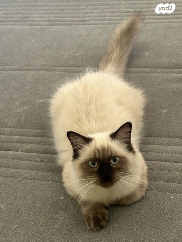 תמונת מודעה - חיות מחמד