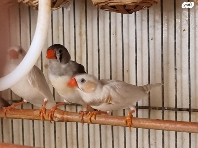 תמונת מודעה - חיות מחמד