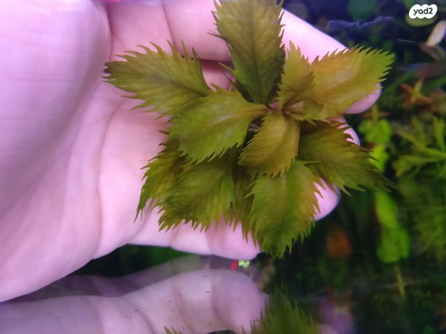 תמונת מודעה - חיות מחמד