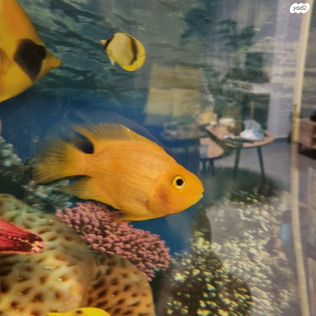 תמונת מודעה - חיות מחמד