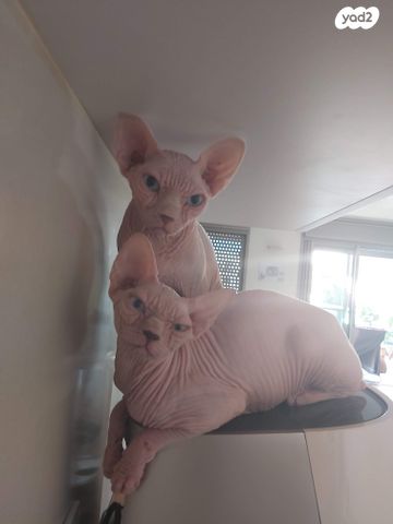 תמונת מודעה - חיות מחמד