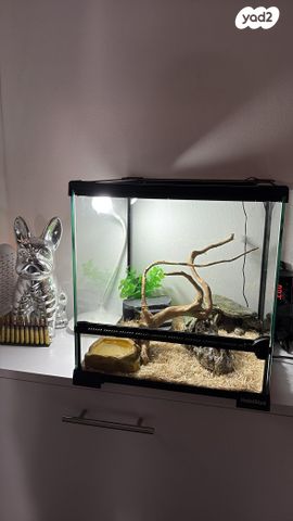 תמונת מודעה - חיות מחמד