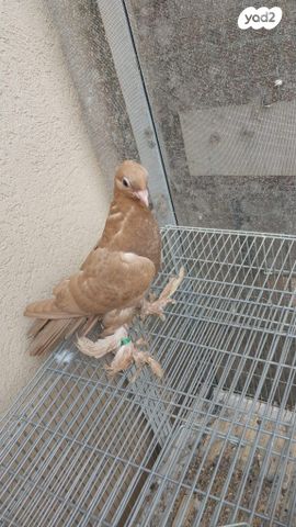 תמונת מודעה - חיות מחמד