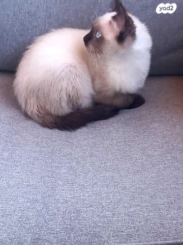 תמונת מודעה - חיות מחמד