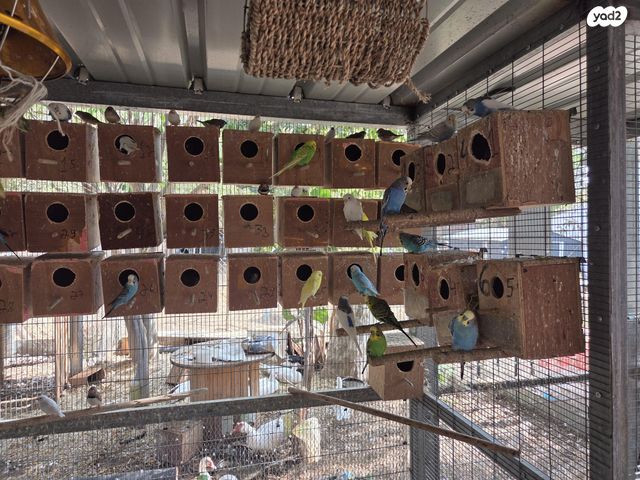 תמונת מודעה - חיות מחמד