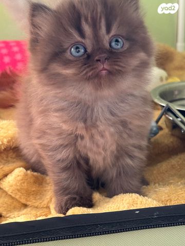 תמונת מודעה - חיות מחמד