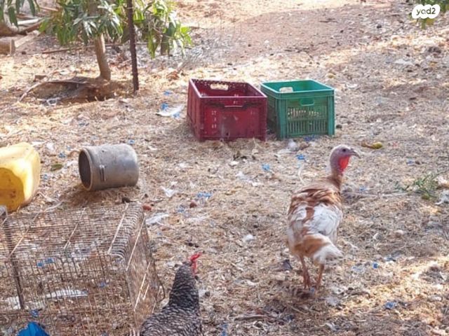 תמונת מודעה - חיות מחמד