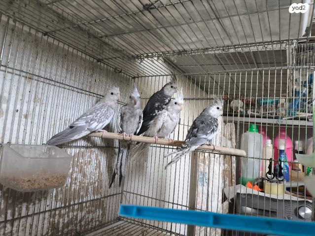 תמונת מודעה - חיות מחמד