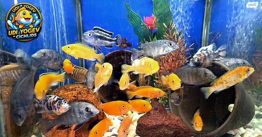 תמונת מודעה - חיות מחמד