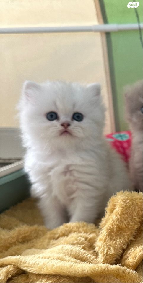 תמונת מודעה - חיות מחמד