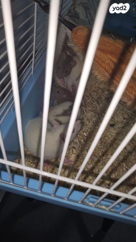 תמונת מודעה - חיות מחמד