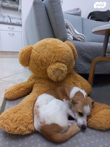 תמונת מודעה - חיות מחמד