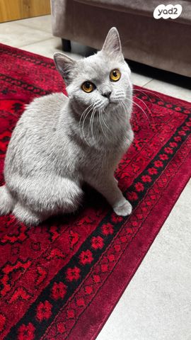 תמונת מודעה - חיות מחמד