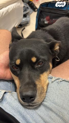 תמונת מודעה - חיות מחמד