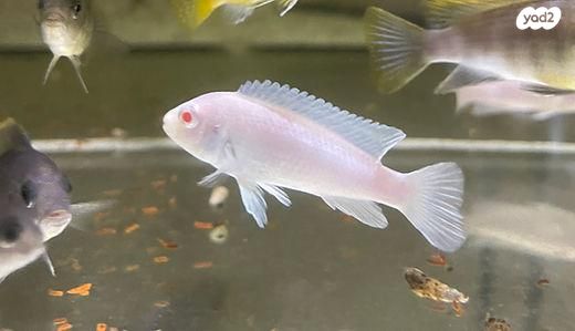 תמונת מודעה - חיות מחמד