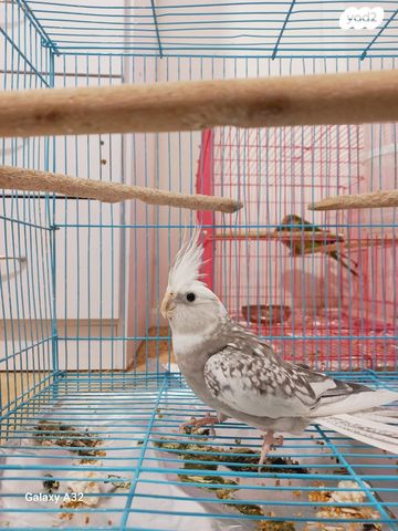 תמונת מודעה - חיות מחמד