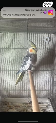 תמונת מודעה - חיות מחמד