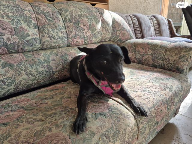 תמונת מודעה - חיות מחמד