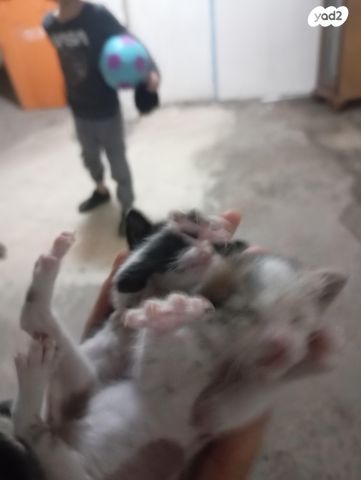 תמונת מודעה - חיות מחמד