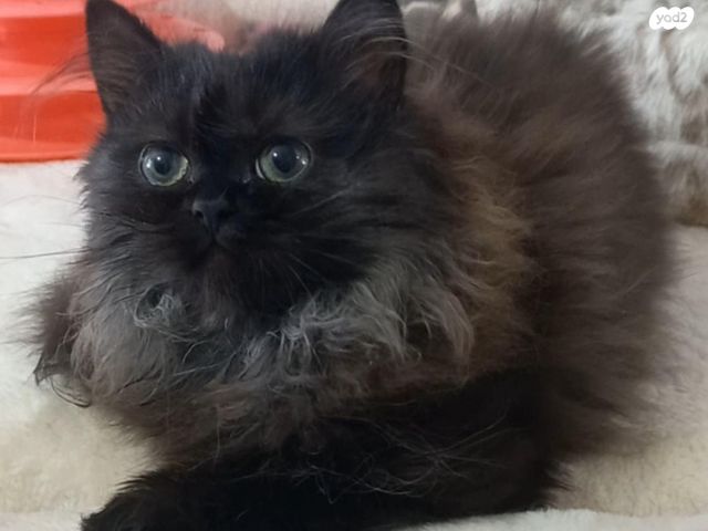 תמונת מודעה - חיות מחמד