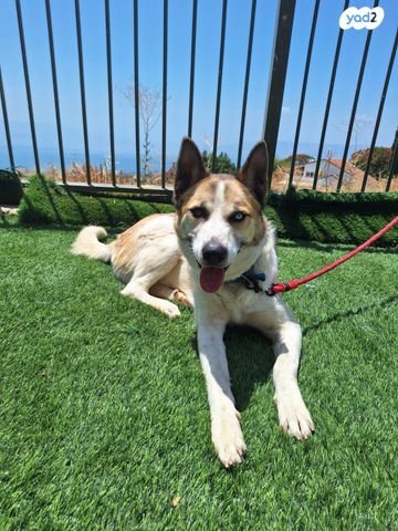 תמונת מודעה - חיות מחמד