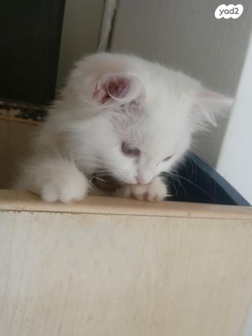 חתול אנגורה