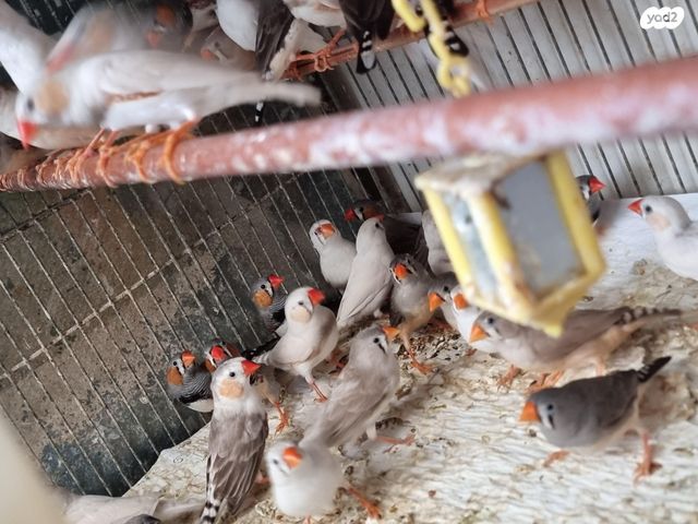 תוכי פינקים