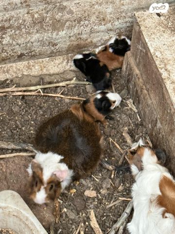 מכרסם שרקן \ קביה