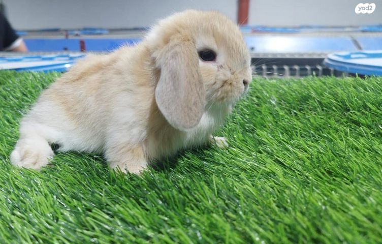 מכרסם ארנב שמוט אוזניים