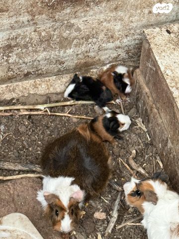 מכרסם שרקן \ קביה