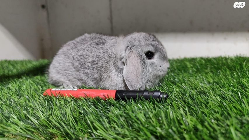 מכרסם ארנב שמוט אוזניים