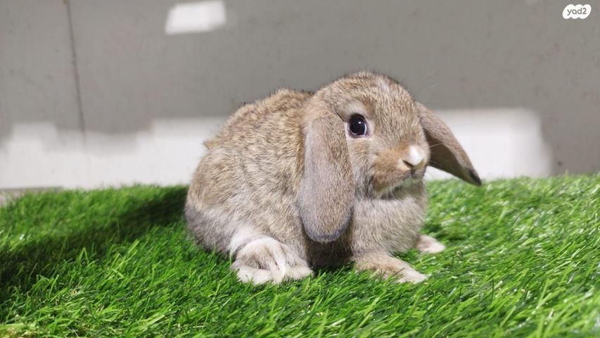 מכרסם ארנב שמוט אוזניים