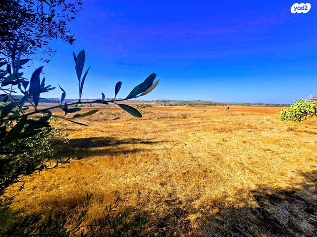 משק חקלאי/ נחלה, טל שחר
