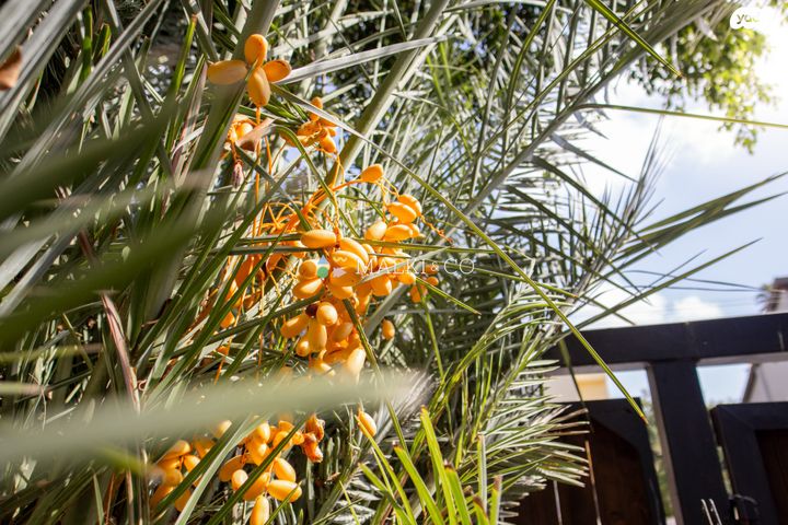 דו משפחתי, בלקינד, ראשונים, ראשון לציון