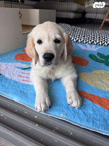 כלב גולדן רטריבר
