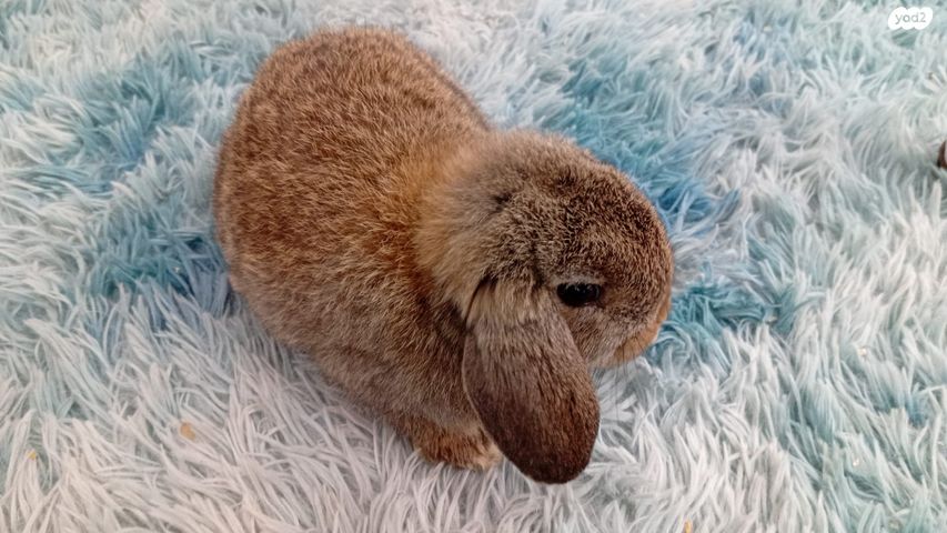 תמונת מודעה - חיות מחמד