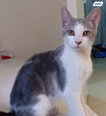 תמונת מודעה - חיות מחמד