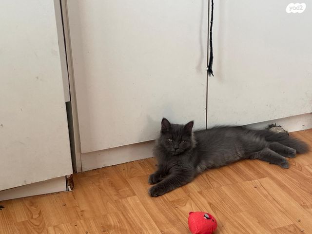 תמונת מודעה - חיות מחמד