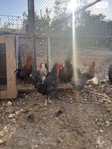 תמונת מודעה - חיות מחמד