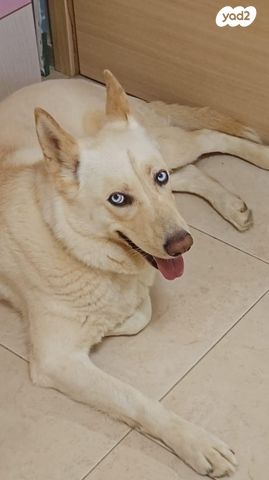 תמונת מודעה - חיות מחמד